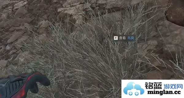 三角洲行动零号坝区鸟类栖息地的重要性与保护措施