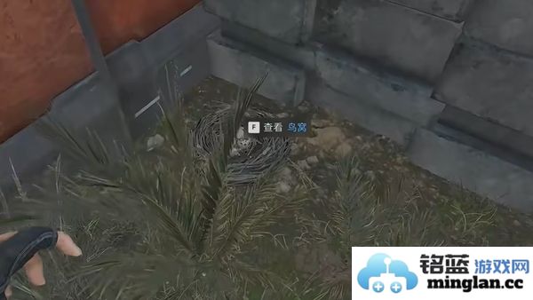 三角洲行动零号坝区鸟类栖息地的重要性与保护措施